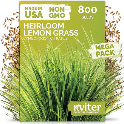 KVITER 800 Lemongrass Seeds (Cymbopogon citratus) - Lemon Grass Seed, Aromatic Culinary Herbs, Organic & Non GMO - Heirloom Herb Seeds for Outdoor, Indoor Garden & Containers