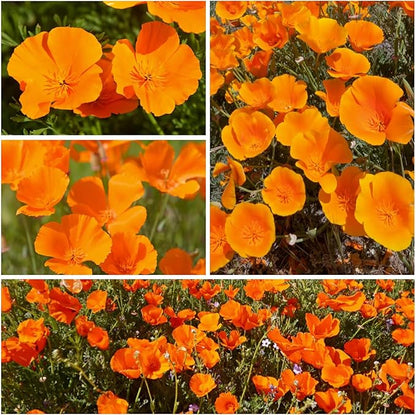 Seed Needs California Poppy Orange Flowering Wildflower Seeds | 2 Ounce 30,000+ Heirloom Seeds Eschscholzia Californica Native Open Pollinated | Flowering Seed Produces 3" Orange Blooms | Bulk