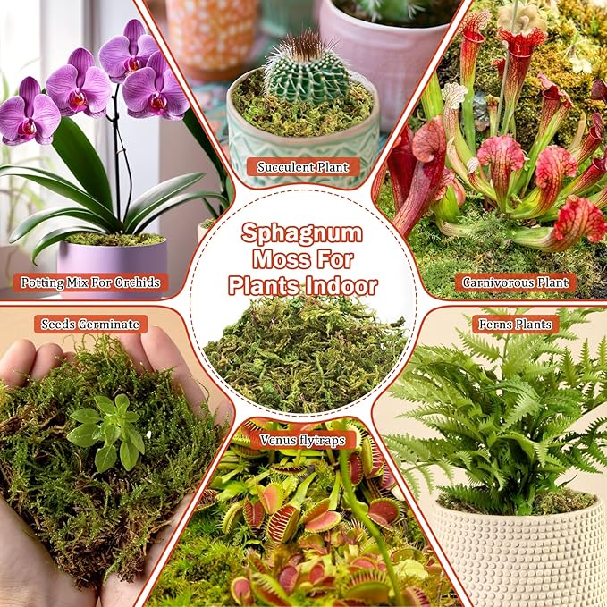 Riare 3.5OZ Premium Sphagnum Moss for Plants- 4QT Natural Dried Plant Moss for Potted Plants, Orchid Moss for Repotting, Soft Green Decorative Moss for Succulents, Reptiles & DIY Crafts