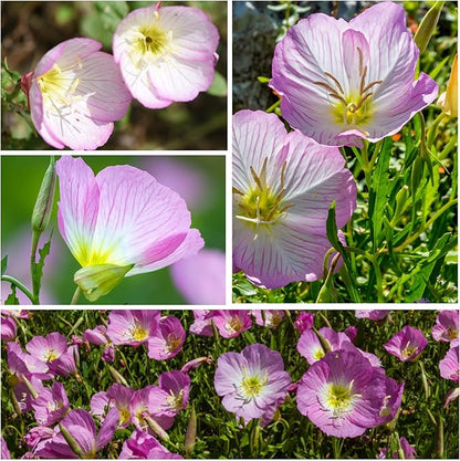 Seed Needs Showy Evening Primrose Seeds for Planting - Heirloom & Open Pollinated Perennial Flower Seed to Plant a Butterfly Garden (2 Packs)