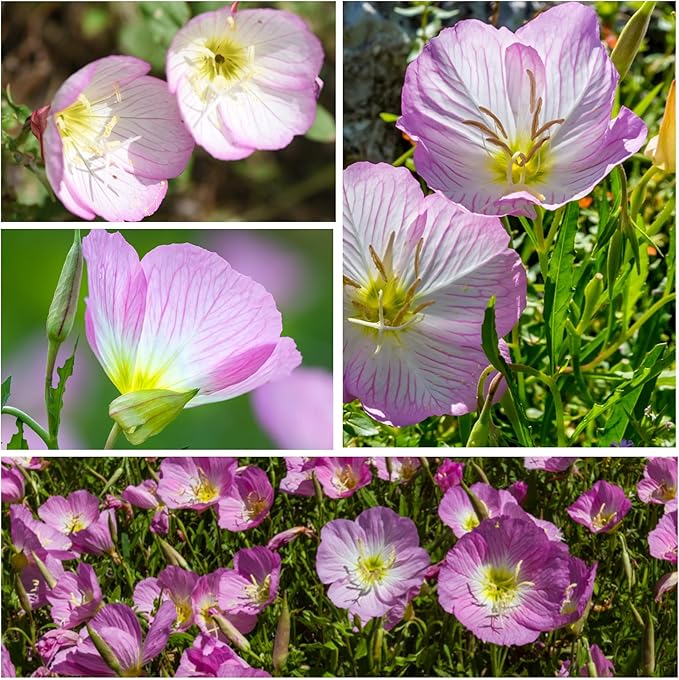 Seed Needs Showy Evening Primrose Seeds for Planting - Heirloom & Open Pollinated Perennial Flower Seed to Plant a Butterfly Garden (5 Packs)