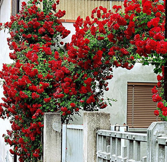 100+ Red Climbing Rose Seeds for Planting Outdoors Ornamental Climbing Flowers Rosa Bush Vine Climber Long-Blooming