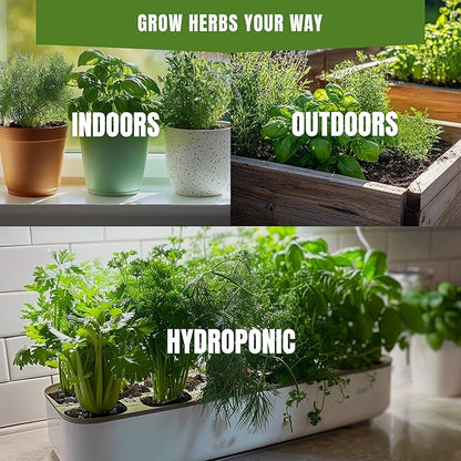 Cilantro Slow Bolt Seeds for Planting – 200+ Non-GMO Heirloom USA-Grown Fast Growing Culinary Herb for Indoor and Outdoor Gardens (Coriandrum sativum)