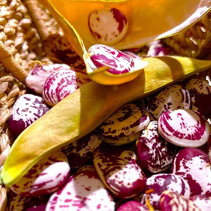 TomorrowSeeds - Christmas Lima Bean (Pole) Seeds - 60+ Count - for 2026 Planting Red Speckled Large Pods Heat Tolerant Chestnut Calico Cranberry Butter Green Vegetable Grow Your Own Home Farm Patio