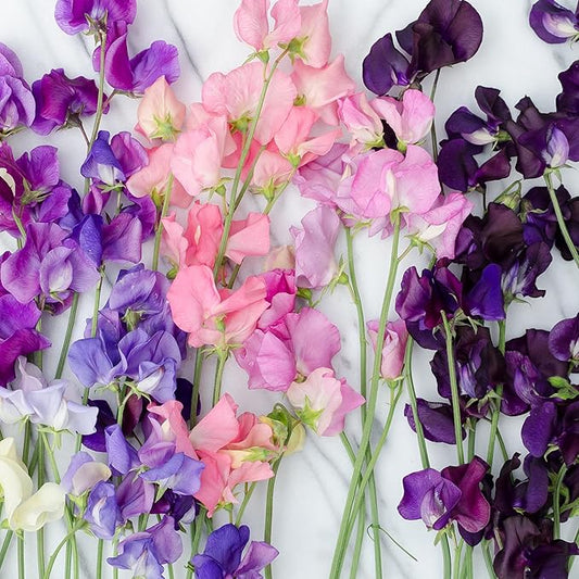 Seed Needs Sweet Pea Seeds for Planting Old Spice Variety | 1 Ounce 400+ Seeds Lathyrus Odoratus Heirloom Mixed Colors | Mixed Color Annual Flower Seed Produces Prolific Multicolored Blooms | Bulk