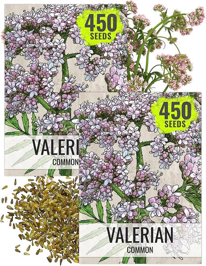 Seed Needs Valerian Seeds for Planting Stink Root Plants - Non-GMO Heirloom & Untreated Perennial Medicinal Herb Seed to Plant a Home Grown Outdoor Garden (2 Packs)