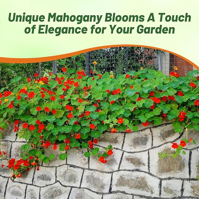 Outsidepride Double Gleam Mahogany Nasturtium Seeds - 200 Pcs Annual, Easy to Grow & Versatile, Flower Seeds for Planting Vibrant Blooms, Ideal for Gardens, Borders, and Pollinator Gardens