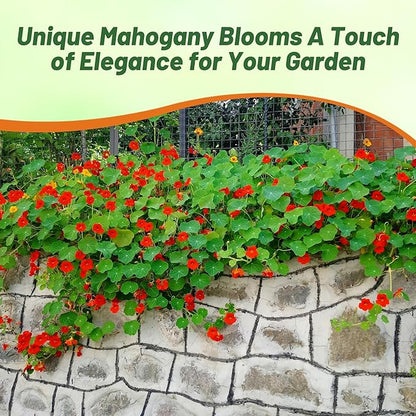 Outsidepride Double Gleam Mahogany Nasturtium Seeds - 200 Pcs Annual, Easy to Grow & Versatile, Flower Seeds for Planting Vibrant Blooms, Ideal for Gardens, Borders, and Pollinator Gardens