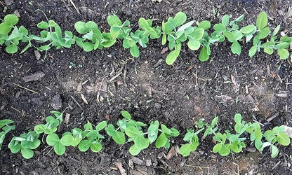 Seed-in Soil Digger and Soil Spacer for Planting Seeds