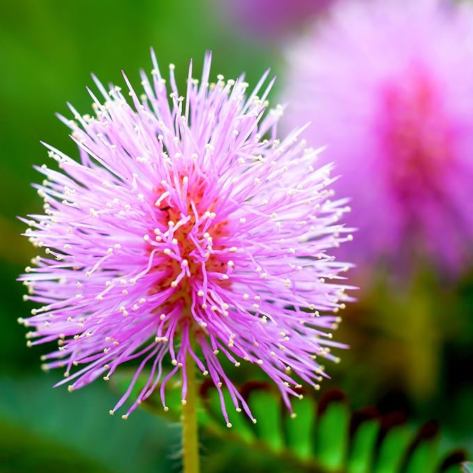 Outsidepride Mimosa Pudica Seeds - 2000 Pcs Annual, Easy to Grow, Sensitive Plant Seeds for Planting, Great for Educational Projects & Garden Displays