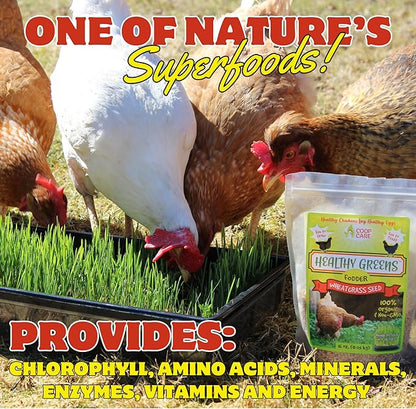 Healthy Greens Wheatgrass Scratch Feed & Fodder Seed, 1lb Bag. Premium Wheat Berries, Non-GMO Wheatgrass for Backyard Chickens, Plant Indoors/Outdoors. Also Ideal for Cats, Dogs w/Chick Fresh (2 Bags)