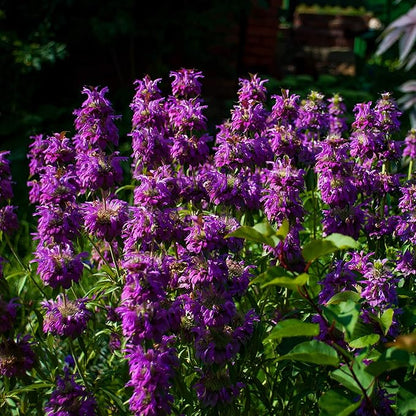 Outsidepride Lemon Bee Balm Seeds - 1 lb. Annual, Easy to Grow & Pollinator Friendly Monarda Citriodora Flower Seeds for Planting Fragrant Lavender Pink Blooms, Ideal for Teas & Potpourri