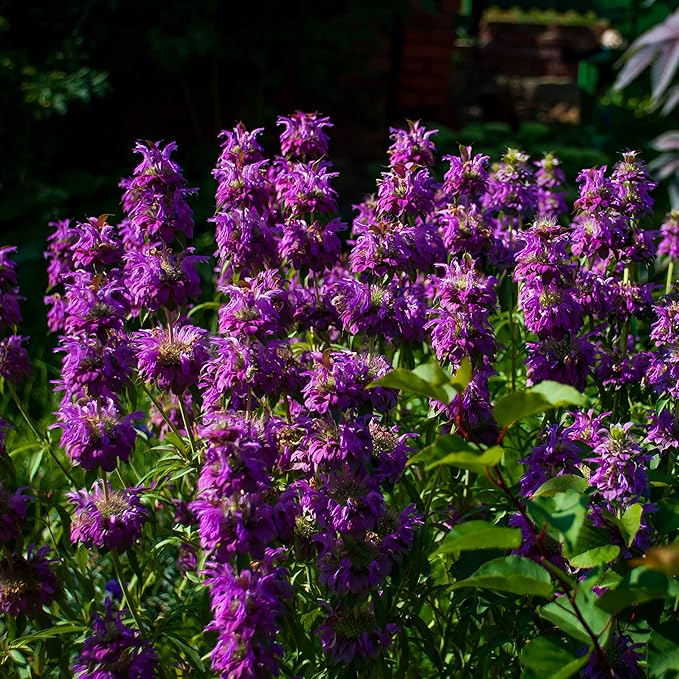 Outsidepride Lemon Bee Balm Seeds - 1/4 lb. Annual, Easy to Grow & Pollinator Friendly Monarda Citriodora Flower Seeds for Planting Fragrant Lavender Pink Blooms, Ideal for Teas & Potpourri