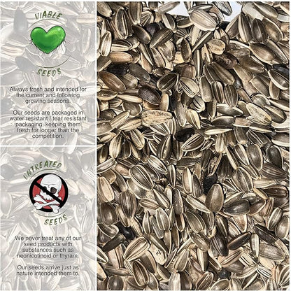 Seed Needs Sunflower Seeds for Planting Dwarf Sunspot Sunflowers - Heirloom & Open Pollinated Annual Cut Flower Seed to Plant 2 Foot Tall Sun Flowers (1 Pack)