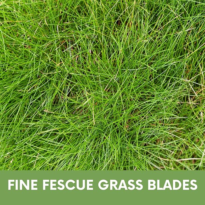 Flawn Seed Kits Simple Lawn Mow Less Fine Fescue Eco-Grass Seed, 1 Lb, Low Maintenance, Shade Tolerant, Covers up to 500