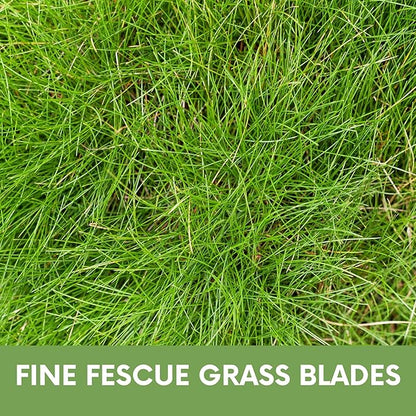 Flawn Seed Kits Simple Lawn Mow Less Fine Fescue Eco-Grass Seed, 8 Lbs, Low Maintenance, Pail with Handle, Covers up to 4000 Sqft