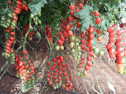 50+ Seeds Vine Tomato - Vegetable Red