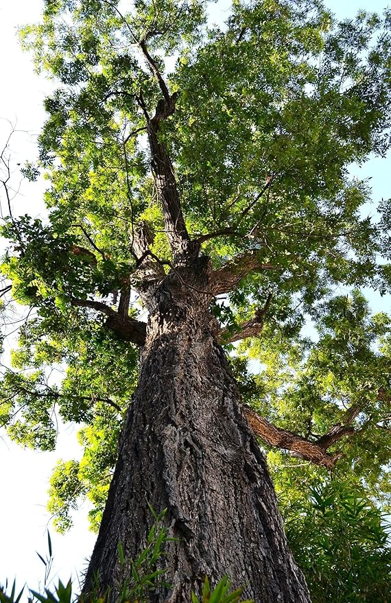 TomorrowSeeds - Pecan Tree Seeds - 6+ Count - For 2026 Planting Carya Illinoensis Illinois Nut Pecans Buttery Edible Texas American Hickory Native Perennial Trees Grow Your Own Home Farm Patio Healthy