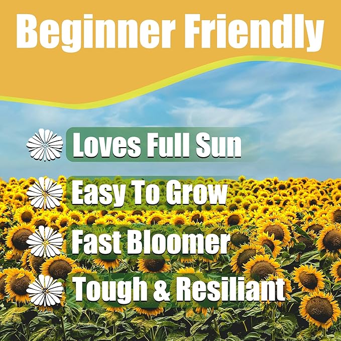 Park Seed Sunspot Sunflower Seeds – Classic Dwarf Variety with Giant 10-Inch Seed-Filled Blooms, Ideal for Hedges, Screens, and Kids’ Gardens, Easy to Grow, Pack of 50