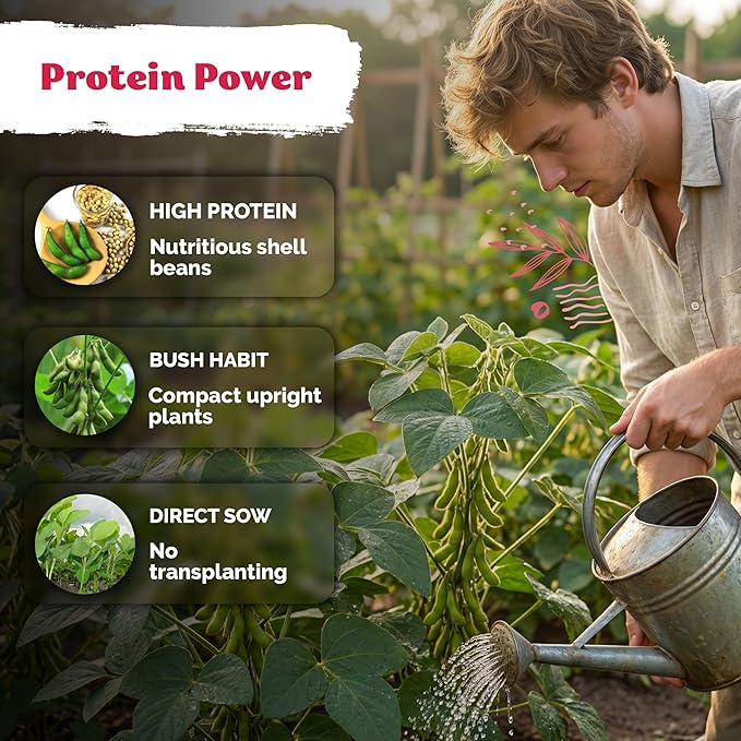 KVITER 40 Soy Bean Midori Giant Edamame Seeds (Glycine max) - Green Soybean, Soy Beans Organic Non GMO Variety, Sweet Nutty Flavor - Heirloom Vegetable Seeds for Planting Outdoors in Home Garden