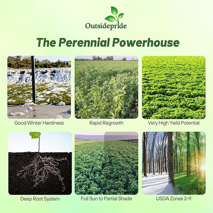 Outsidepride Perennial Alfalfa Seeds for Planting - 5 lbs High Yield, Nitrocoated, Inoculated Winter Hardy Forage Legume Seeds for Growing Lush Green Grass Lawns, Pastures, & Hay for Livestock