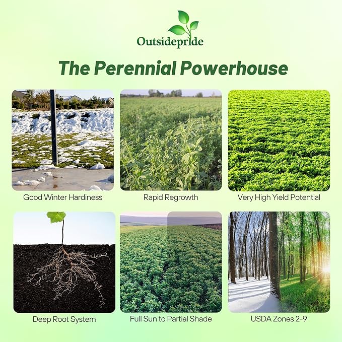 Outsidepride Perennial Alfalfa Seeds for Planting - 1 lb High Yield, Nitrocoated, Inoculated Winter Hardy Forage Legume Seeds for Growing Lush Green Grass Lawns, Pastures, & Hay for Livestock