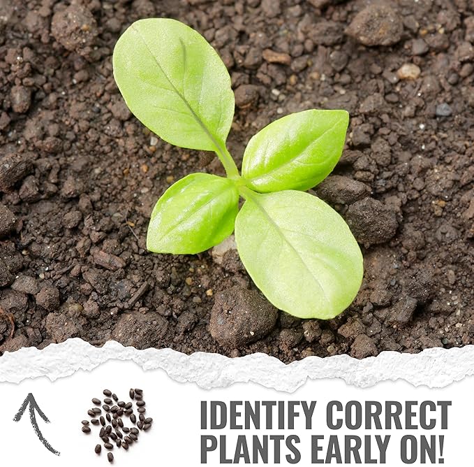 Seed Needs Basil Seeds for Planting Italian Large Leaf Herbs - Non-GMO Heirloom & Untreated - Grow an Indoor or Outdoor Home Grown Herb Garden (20 Packs)