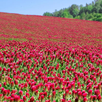 Crimson Clover Seeds – 1 lb (~46,400 Seeds) for Cover Crops, Wildlife Forage, Pasture, Hay, Pollinator Attraction, Green Manure & More – Legume Clover Seeds for Planting