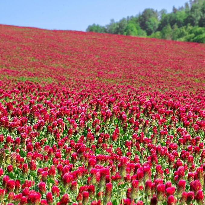 Crimson Clover – 25 lb Bulk (~1,160,000) for Cover Crops, Pasture, Hay, Wildlife Forage, Pollinator Attraction & Green Manure – Legume for Planting