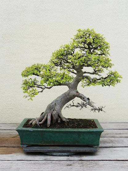 Bamboo Bonsai Plant Potting Soil Mix (3 Cups / 1 Quart), Perlite & Peat Moss