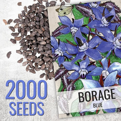 Seed Needs Blue Borage Seeds for Planting Herb Seed | 2,000+ Heirloom Seeds Non GMO Untreated | 1.5 Ounce Bulk Pouch Borage Flower Seed | Blue Edible Star Flowers Attracts Pollinators
