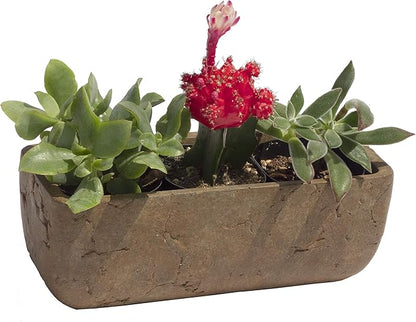 Classic Home and Garden Dakota Rectangular Planter Box w/Drain Plug - Small Succulent Pots for Window Sills & More - Shallow Trough Planter for Indoor Outdoor Use (8” Rust Brown)