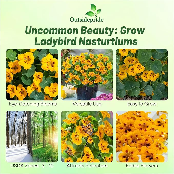 Outsidepride Tom Thumb Ladybird Nasturtium Seeds - 200 Pcs Annual, Easy to Grow & Versatile, Flower Seeds for Planting Vibrant Blooms, Ideal for Gardens, Borders, and Pollinator Gardens