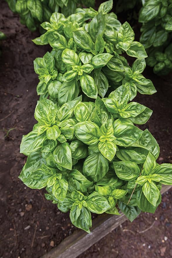Burpee 55370A Pesto Party Basil Seeds