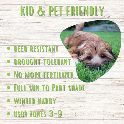 Flawn Seed Kits Simple Lawn Mow Less Fine Fescue Eco-Grass Seed, 4 Lbs, Low Maintenance, Resealable Pail with Handle, Covers up to 2000 Sqft