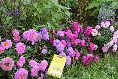 Seeds Aster Dwarf Mix Annual Garden Flowers for Planting
