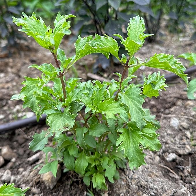 Plant Good Seed Organic Mrihani Basil Seeds for Planting, Culinary Herb, Green Purple Leaves - 250 Seed Packet