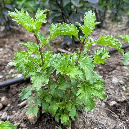 Plant Good Seed Organic Mrihani Basil Seeds for Planting, Culinary Herb, Green Purple Leaves - 250 Seed Packet