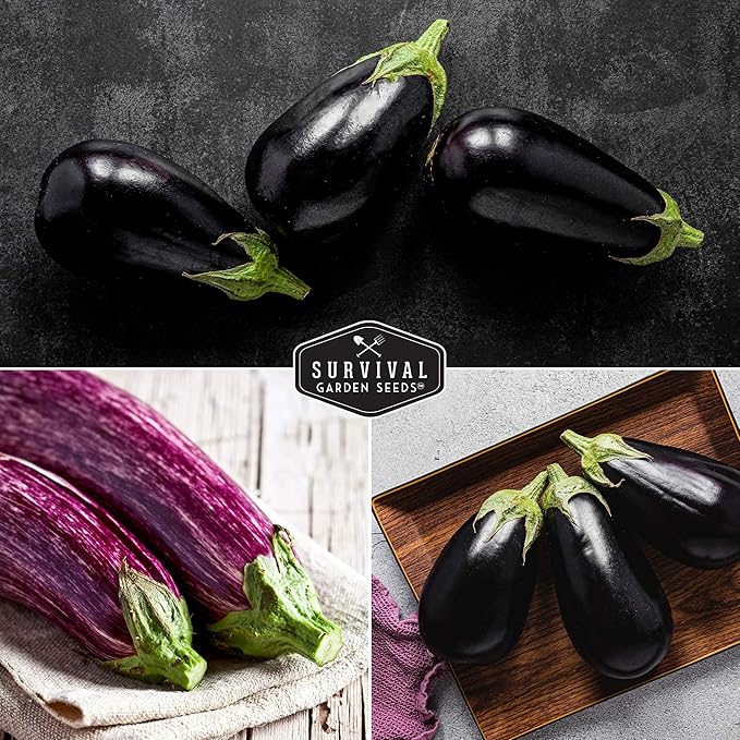 Survival Garden Seeds Eggplant Collection – 3 Varieties - Long Purple Italian, Black Beauty & Snowy Eggplant Seeds – Non-GMO Heirloom Seeds for Planting in Your Home Vegetable Garden