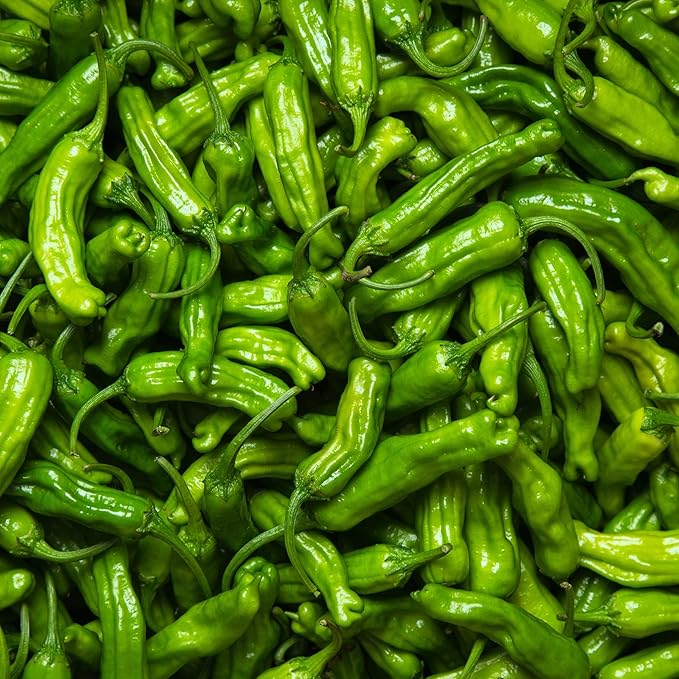 Shishito Pepper 70 Seeds, Japanese Heirloom Peppers, Shishitōgarashi, Non-GMO Japanese Wrinkled Pepper, 꽈리고추
