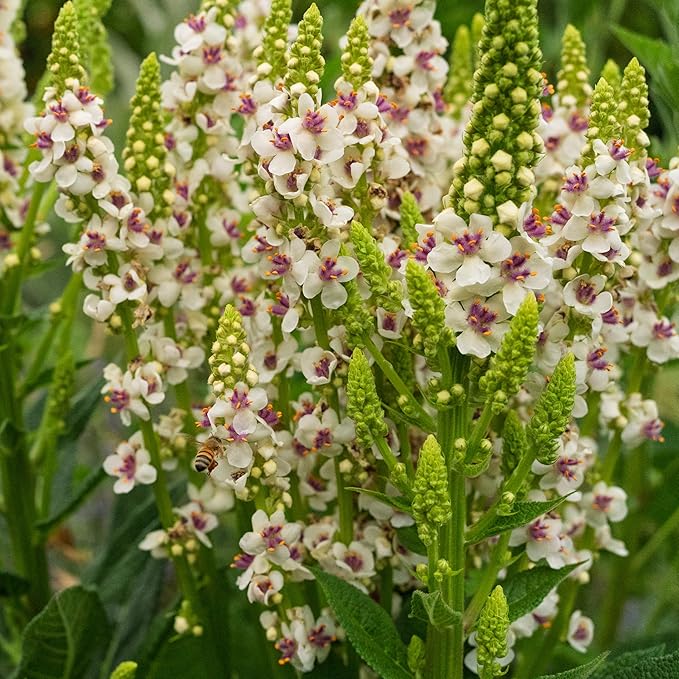 Plant Good Seed Organic Purple Throated Mullein Seeds for Planting: Medicinal Tea Herb, Pink and White Flowers - 250 Seed Packet