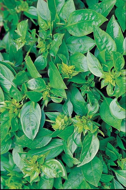 Burpee 63660A Summerlong Basil Seeds