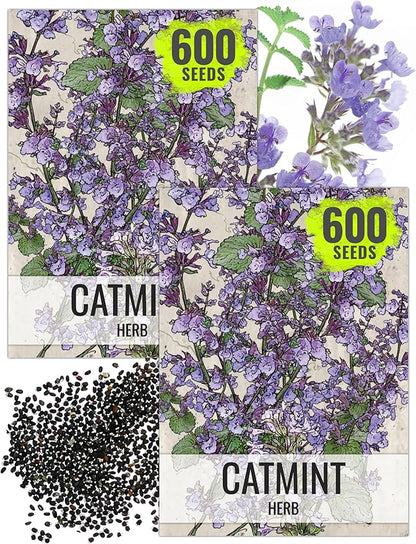 Seed Needs Catmint Seeds for Planting an Indoor/Outdoor Herb Garden - Non-GMO Heirloom & Untreated Herbal Plants - Great for Cats Nepeta mussinii (2 Packs)