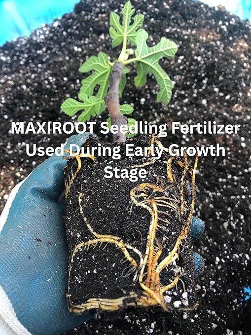 Organic Seedling Solution, Liquid Fertilizer for Seedlings, Cuttings & Clones – Natural Seaweed & Fish-Based Plant Food for Strong Root Growth. 32 oz