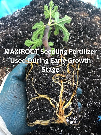 Organic Seedling Solution, Liquid Fertilizer for Seedlings, Cuttings & Clones – Natural Seaweed & Fish-Based Plant Food for Strong Root Growth. 32 oz