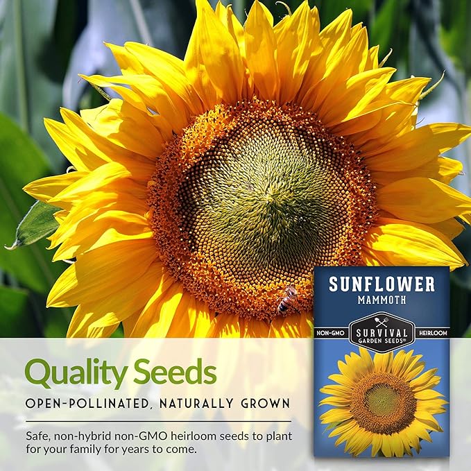 Mammoth Sunflower Seeds for Planting | Giant 12 ft Plants with Edible Seed Harvest – Heirloom Non-GMO – Survival Garden Seeds (5 Packs)