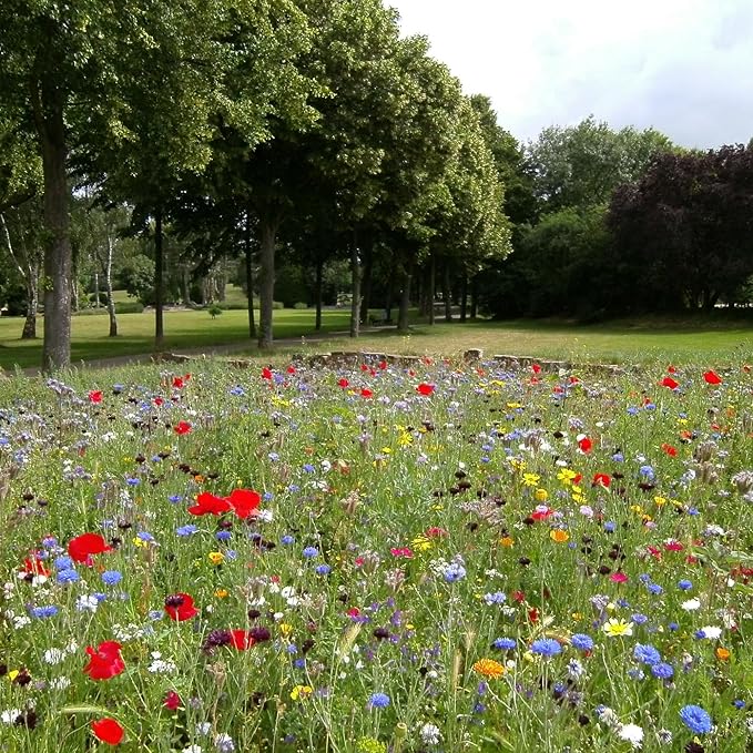 Created By Nature Kansas Wildflower Seed Mix, 16 Flower Varieties, 40,000 Seeds