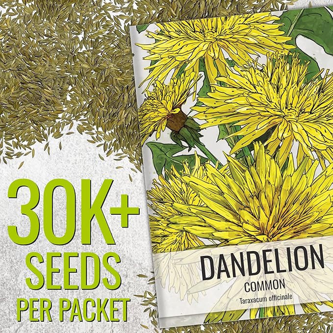 Seed Needs 30,000+ Common Dandelion Herb Seeds for Planting - Non-GMO, Heirloom & Untreated - Grow a Home Grown Herb & Vegetable Garden (Bulk) Great for Salads