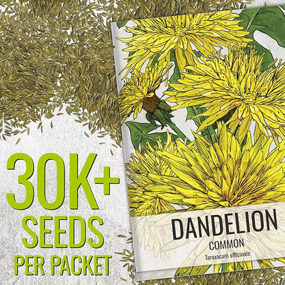 Seed Needs 30,000+ Common Dandelion Herb Seeds for Planting - Non-GMO, Heirloom & Untreated - Grow a Home Grown Herb & Vegetable Garden (Bulk) Great for Salads