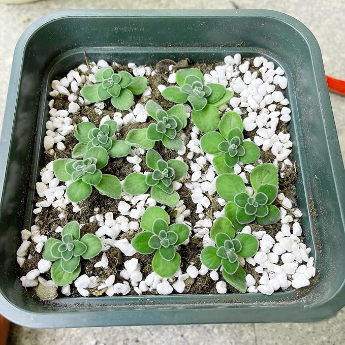20 Quart Organic Perlite Horticultural Soil Amendment for Plants and Enhanced Drainage Enhanced Growth